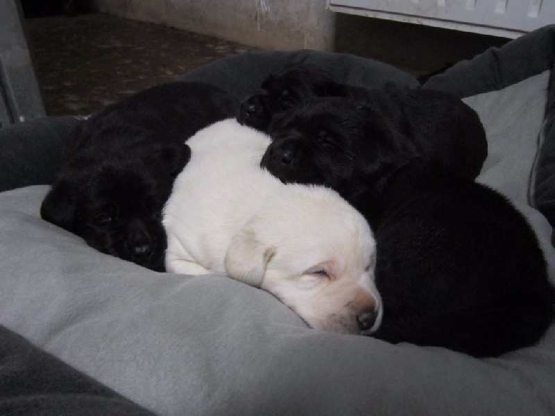 chiot Labrador Retriever du comté des moz