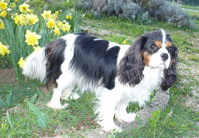 Coco chanel du comté des moz