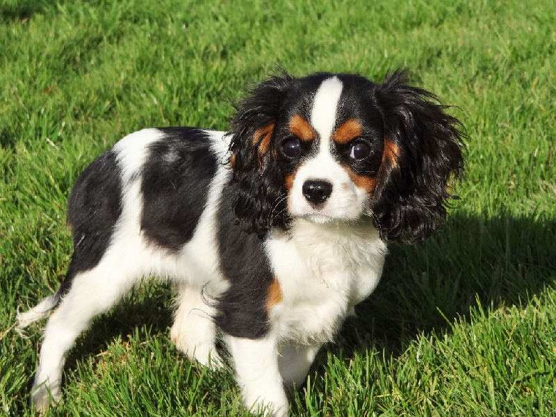 du comté des moz - Cavalier King Charles Spaniel - Portée née le 30/08/2014