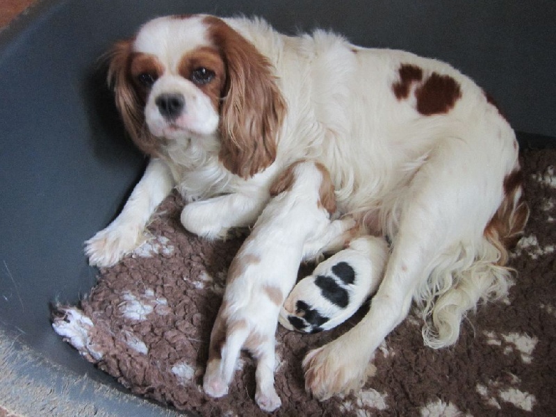du comté des moz - Cavalier King Charles Spaniel - Portée née le 28/02/2015