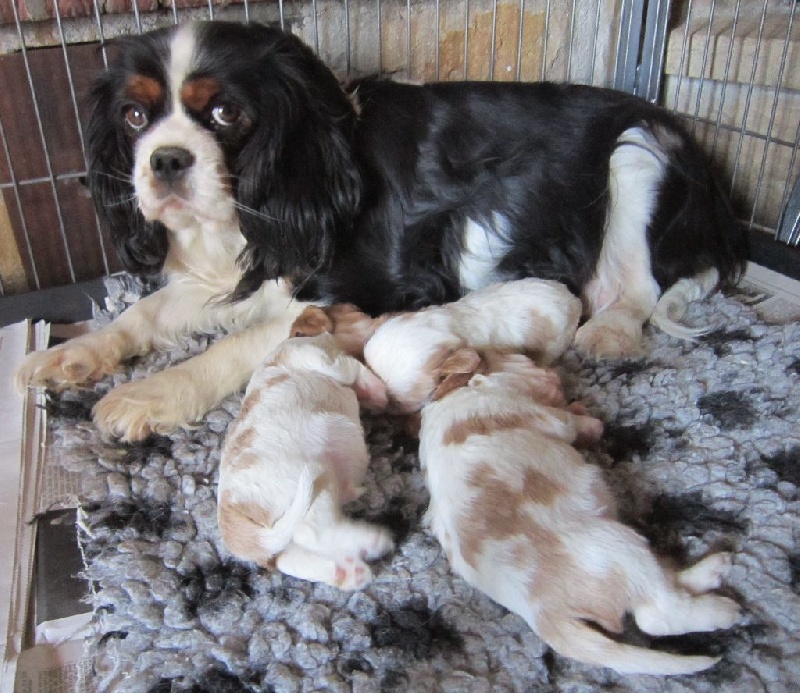 Chiot Cavalier King Charles Spaniel du comté des moz